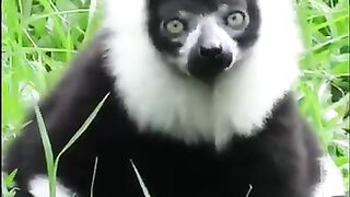 cute animal
