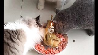 Meaw meaw