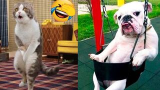 I bet you will laugh | Funniest Cats and Dogs ever #1 | JDIZ Fun