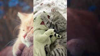 Funny compilation cat