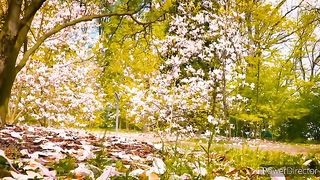 Relaxing music | beautiful Relaxing morning music|