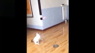 !!Tente Não Se Apaixonar!! - Animais Fofinhos