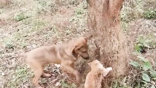 Queue de deux animaux : une poursuite hilarante dans un arbre"