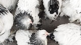 chickens