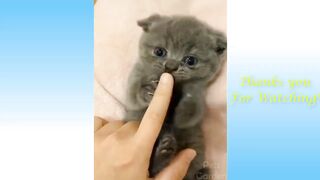 ????!!Funny and cute animals!!????