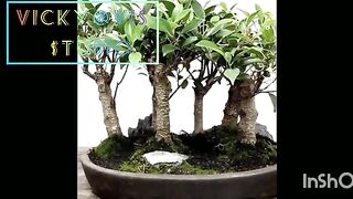 For Bonsai llovers
