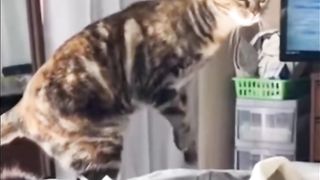 la bataille hilarante d'un chat avec sa propre queue"