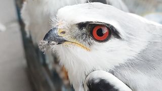 Red-eyed hawks