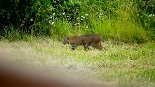 Bobcat lynx terrorizes and stalks prey