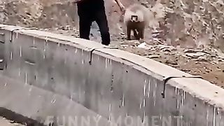 Funny video animal moments