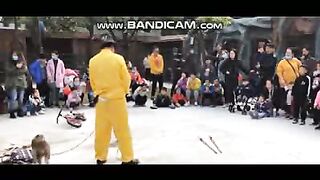 Pets or Animals Videos 4-3-2023-7