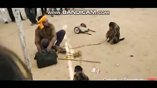 Pets or Animals Videos 4-3-2023-8
