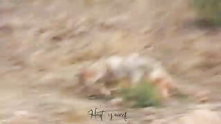 Algerian wolf stalking prey