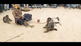 Pets or Animals Videos 4-3-2023-9