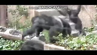 Pets or Animals Videos 4-3-2023-10