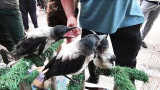 A tour in the streets of Baghdad, the most beautiful and beautiful animals