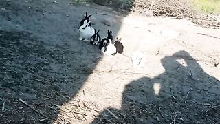 Rabbits