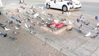Pigeons are the most beautiful chirping birds worldwide