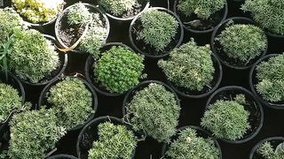 Sacculent plant