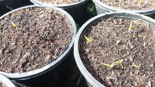 Chill germination method