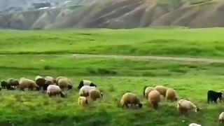 How the life of a shepherd herds goats #goatskin /sohailT22vlog