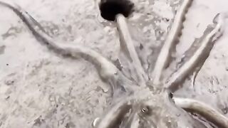 Grande polvo se movendo em um buraco na praia.