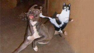 BEST MEMES COMPILATION