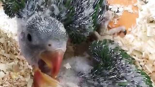 Parrot baby