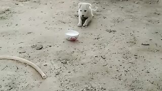 Roomi drinking Milk
