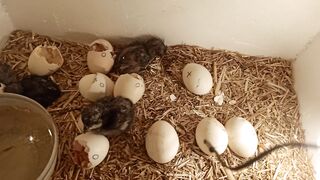 First day of my chicks || #shahzebvlogs