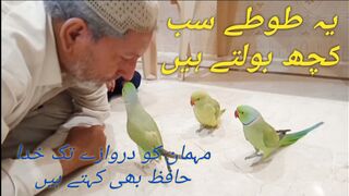 Parrots ???? Talk Everything