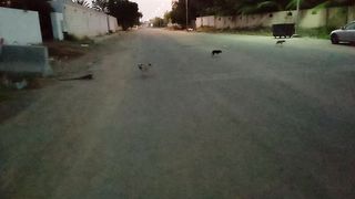 Cute and funny puppy dogs are playing in the street