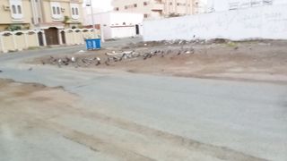 Beautiful pigeon flying