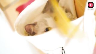 Cute cat and funny cats video