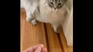 ???? LAUGH Non-Stop With These Funny Cats ???? - Funniest Cats Expression Video ???? - Funny kitty