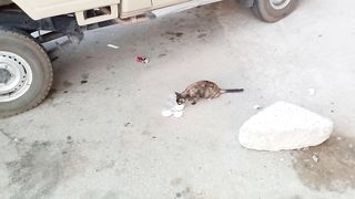 I usually feed creamy cow milk to my pet cat in the early morning