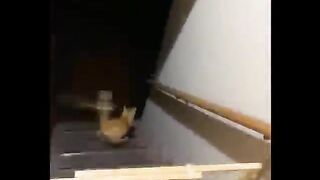 ????HOLDING YOUR LAUGH while Watching these video???? - Funny kitty