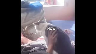 It's To LAUGH When Watching This Video Of The FUNNIEST CATS On Earth ???? - Funny kitty