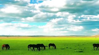 Real shot grassland horse blue sky and white clouds