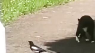 New One Funny animals - Funny cats / dogs - Funny videos ???? - ???? ???? Bast5