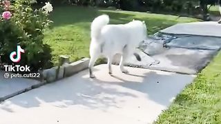 Funny Animals.