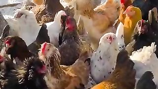 Aviary.