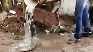 A man to bathe the snake when it gets hot❣️