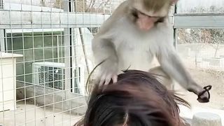 FUNNY MONKEY ???? by ArshiPetsLover
