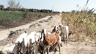 Pakistani goats