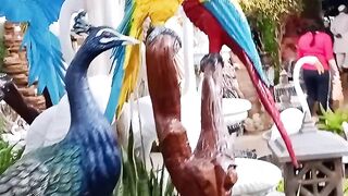 Beautiful peacock ???? macow