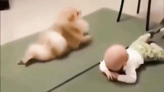 Dog training
