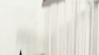 Chicken VS Dog & Cat Fights - Funny Fights Video