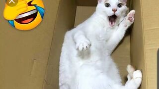 Best_Funny_cats_short_video(720p).