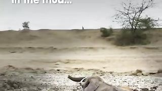 Elephant trapped
